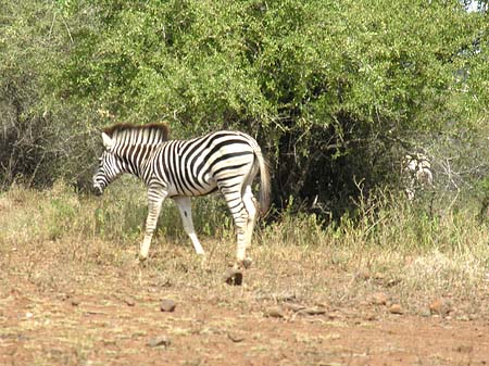 Zebras Fotos