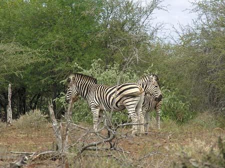 Zebras