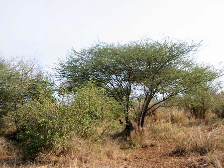 Bäume und Sträucher Fotos