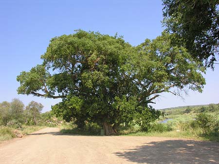 Bäume und Sträucher Foto 