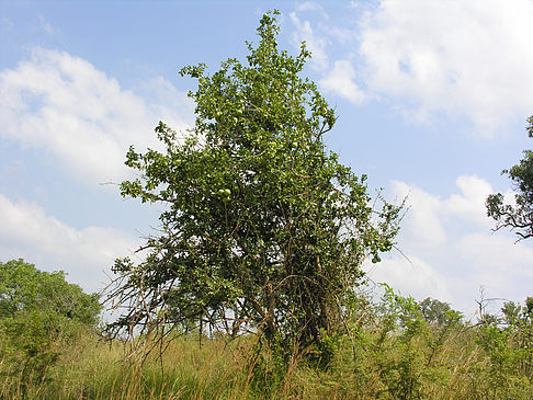 Bäume und Sträucher Foto 