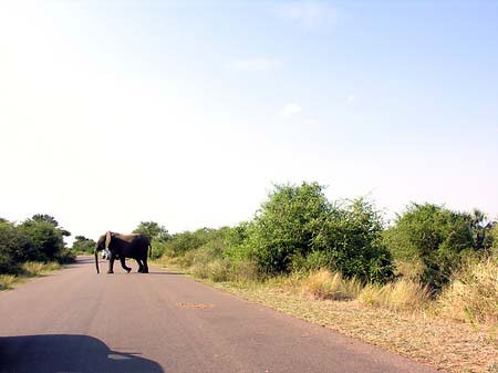 Foto Elefant - 