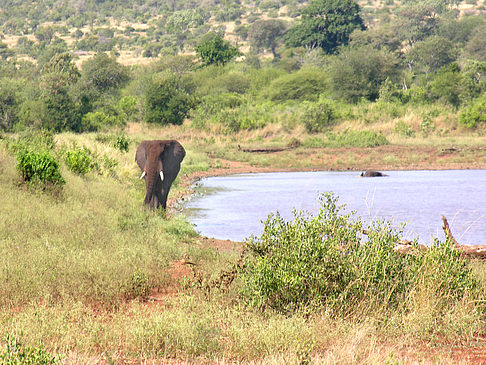 Fotos Elefant