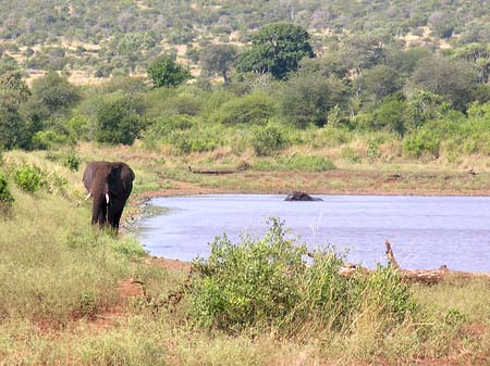 Foto Elefant - 