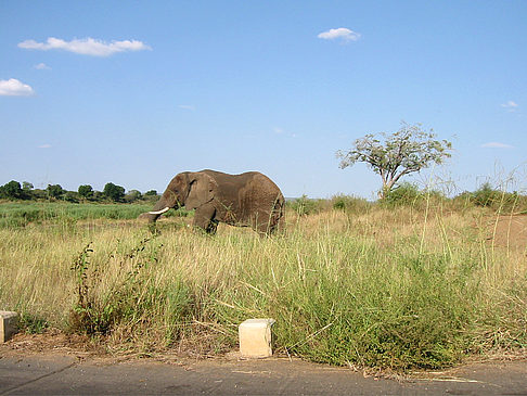 Foto Elefant - 