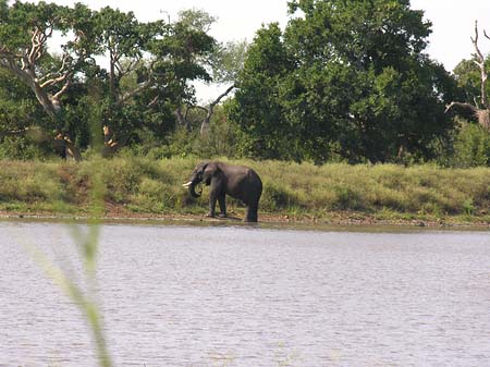 Elefant Foto 