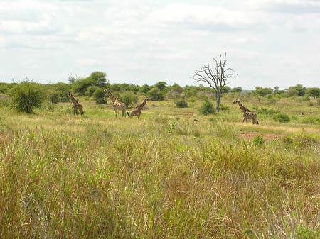 Fotos Giraffe