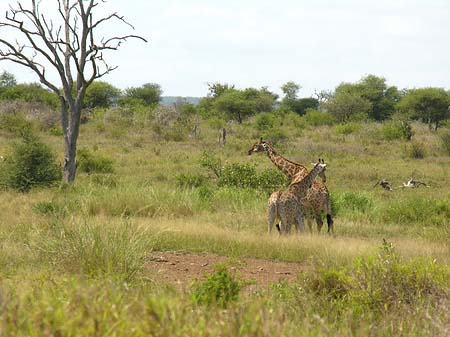 Giraffe Foto 