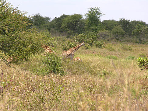 Giraffe Foto 