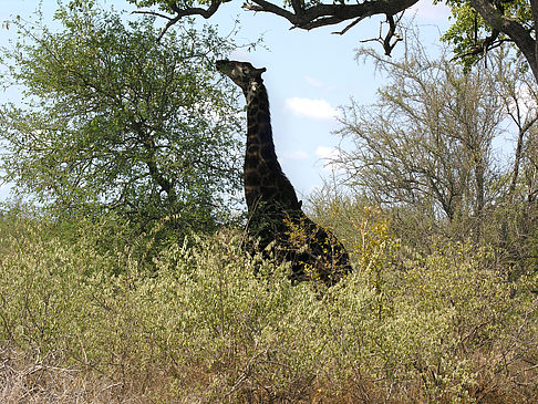 Giraffe Fotos