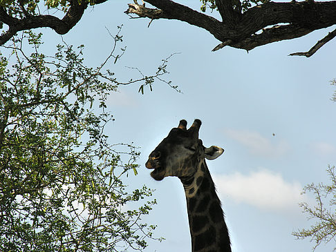 Foto Giraffe - 