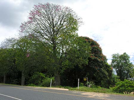 Fotos Straßenränder | Hazyview