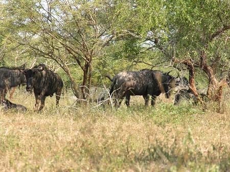 Tiere des Nationalparks Foto 