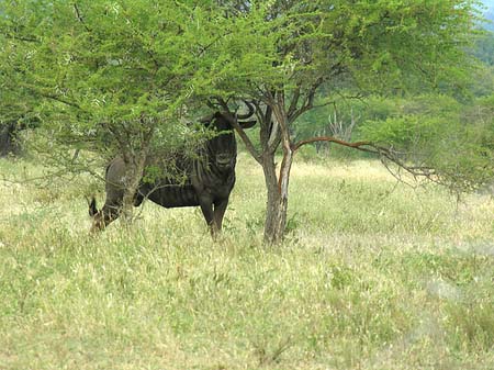 Tiere des Nationalparks