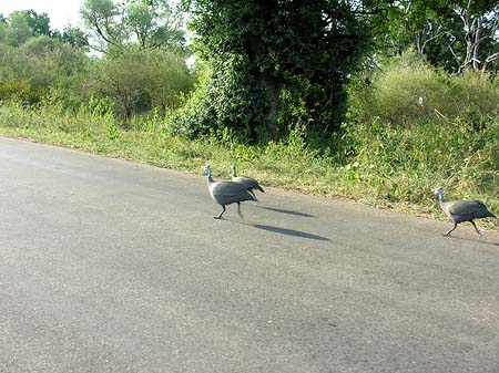 Foto Vögel - 