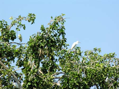 Fotos Vögel