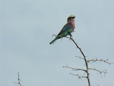 Vögel Fotos