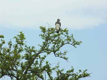 Vögel Fotos