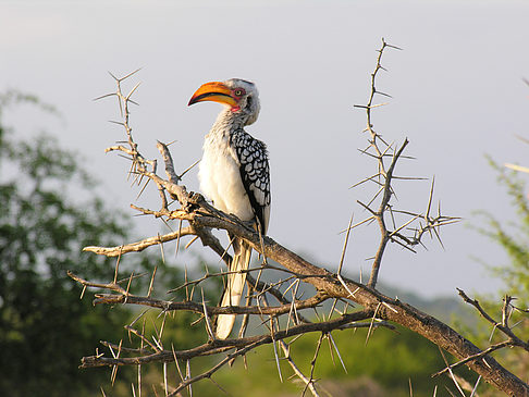 Fotos Vögel