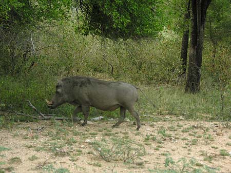 Wildschwein Foto 