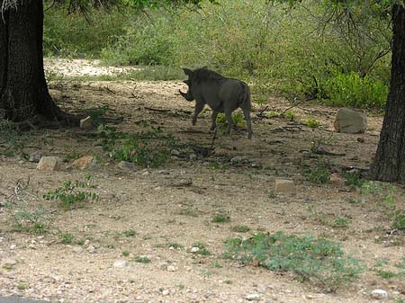 Wildschwein