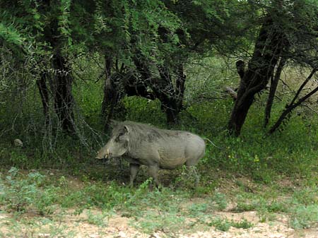 Wildschwein Foto 