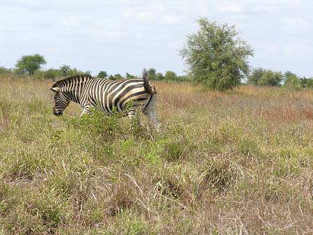 Zebras Fotos