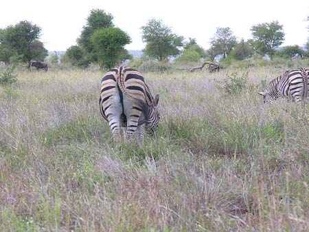 Zebras Foto 