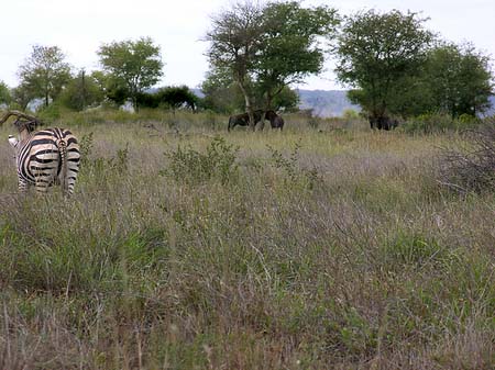 Zebras