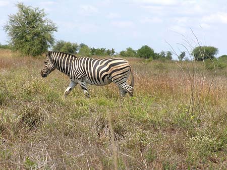 Fotos Zebras