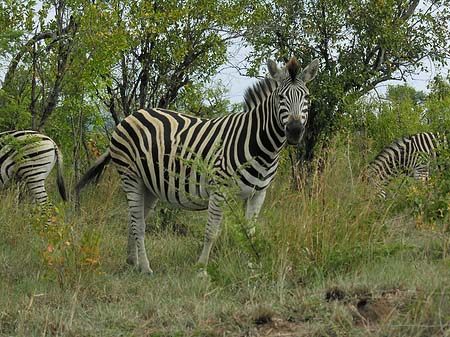 Zebras