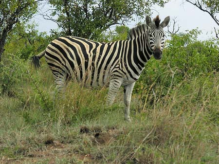 Fotos Zebras | 