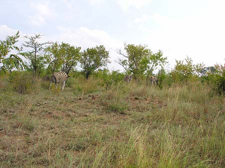 Foto Zebras - 