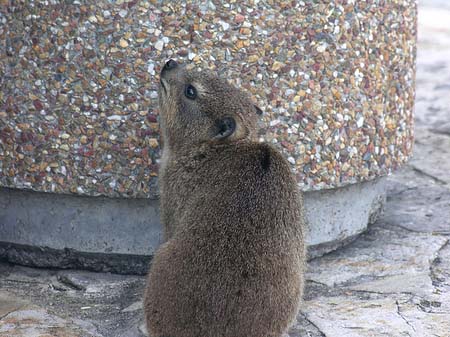 Foto Kleine Tiere