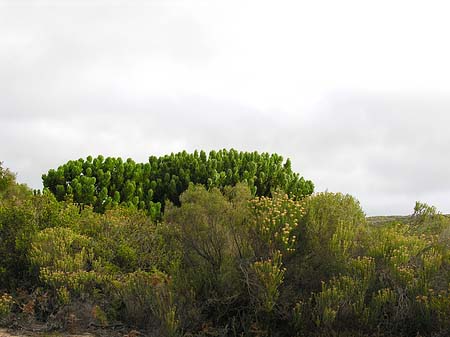 Foto Pflanzen auf dem Tafelberg