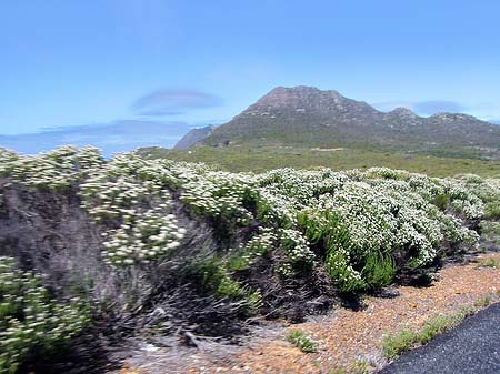 Foto Pflanzen auf dem Tafelberg