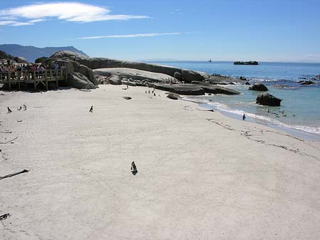 Fotos Pinguine am Strand