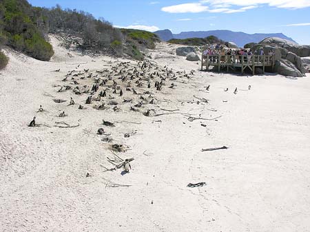 Foto Pinguine am Strand - 