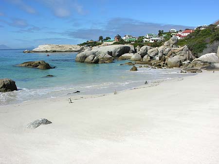 Pinguine am Strand Foto 