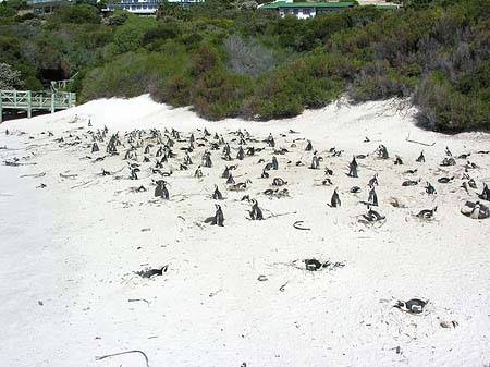 Pinguine am Strand