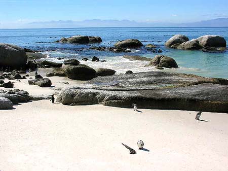 Fotos Pinguine am Strand | 