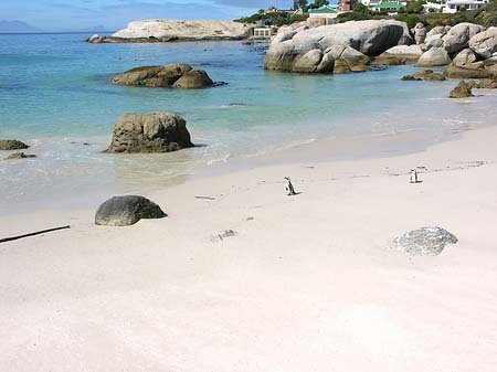 Foto Pinguine am Strand - 