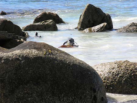 Foto Pinguine am Strand - 