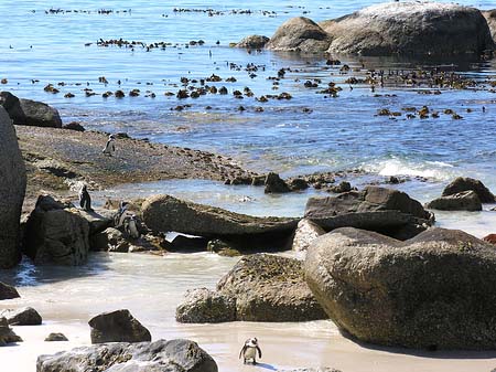 Foto Pinguine am Strand