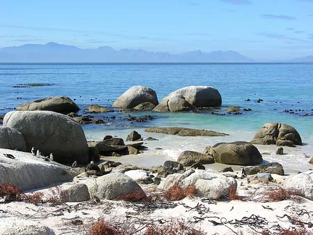 Foto Pinguine am Strand