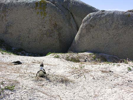 Foto Pinguine am Strand