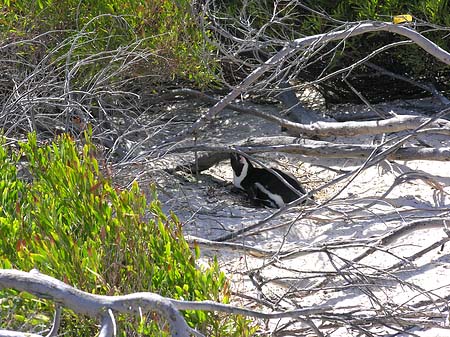 Foto Pinguine am Strand