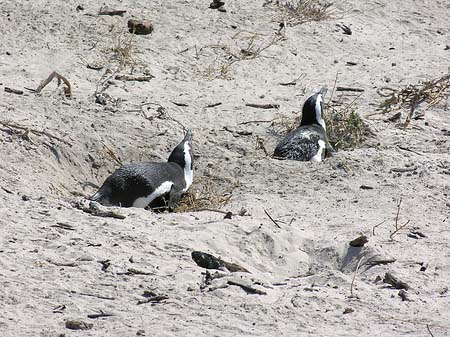 Pinguine am Strand