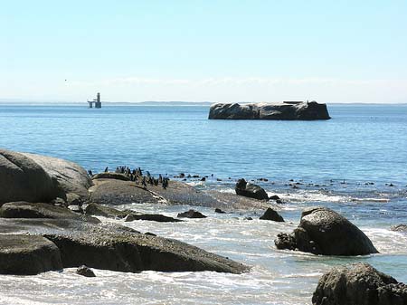 Fotos Pinguine am Strand