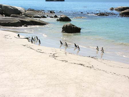 Pinguine am Strand